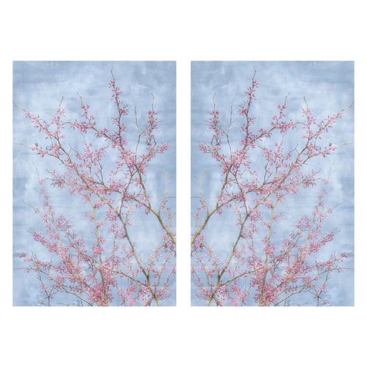 Spring wall art prints featuring blooming redbud tree branches 