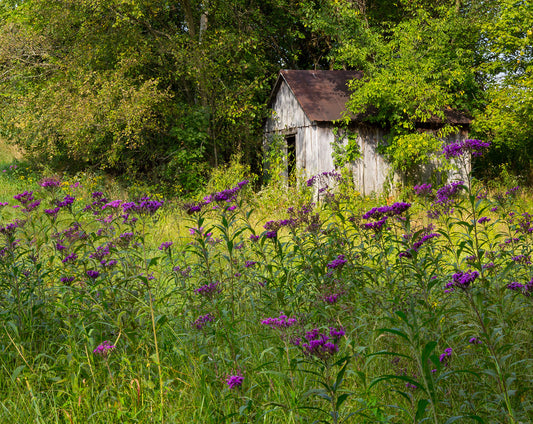 An old shed surrounded by purple wildflowers