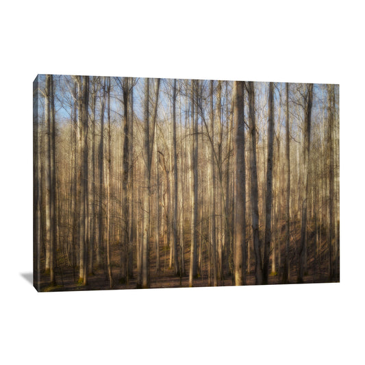 canvas wall art featuring nature photography of sunlight shining through the forest in the Smoky Mountains