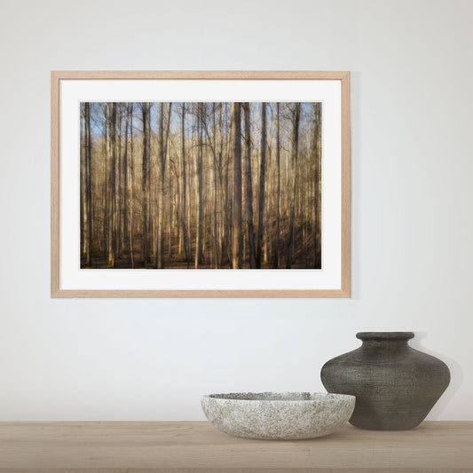 Light in the Forest Print