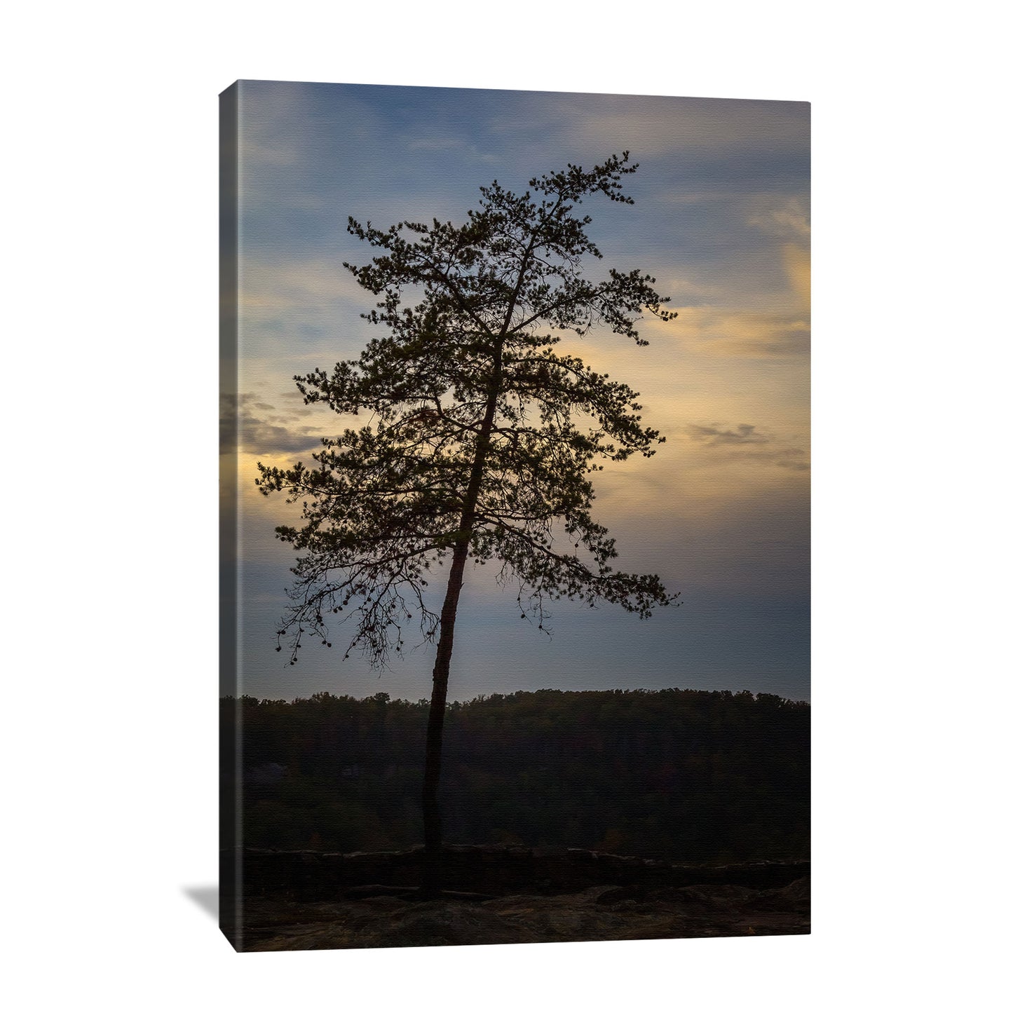 nature photography canvas featuring lone pine tree silhouette against a sunset