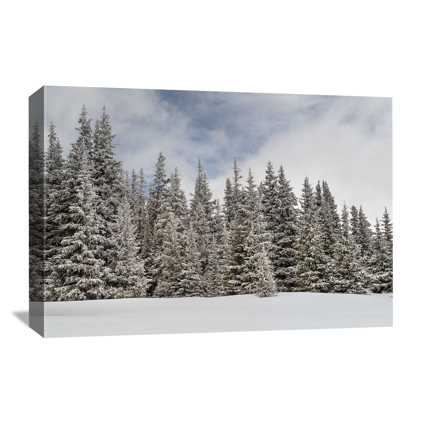 winter landscape of snowy pines at Hoosier Pass in Colorado