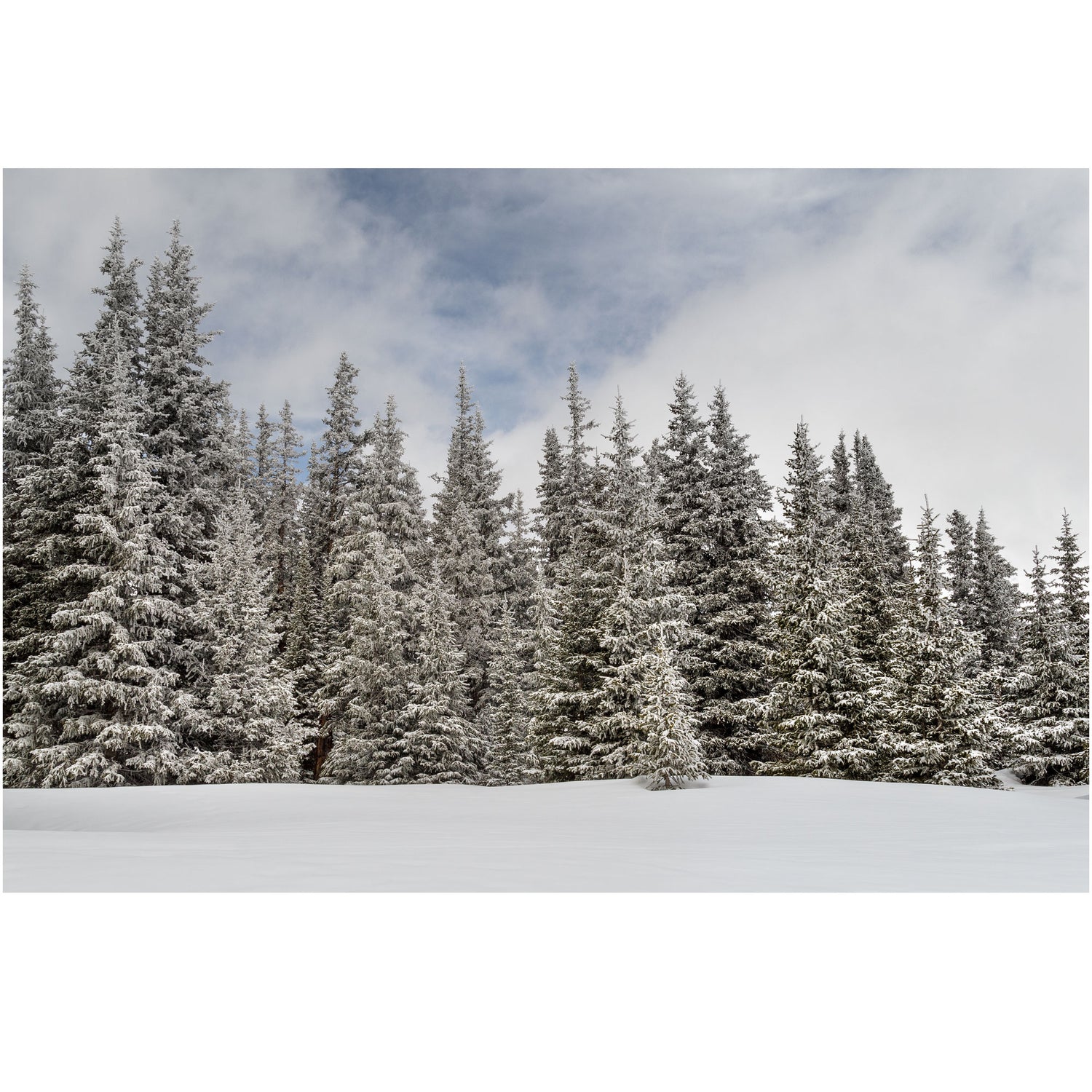 nature print of snowy pine trees on Hoosier Pass in Colorado
