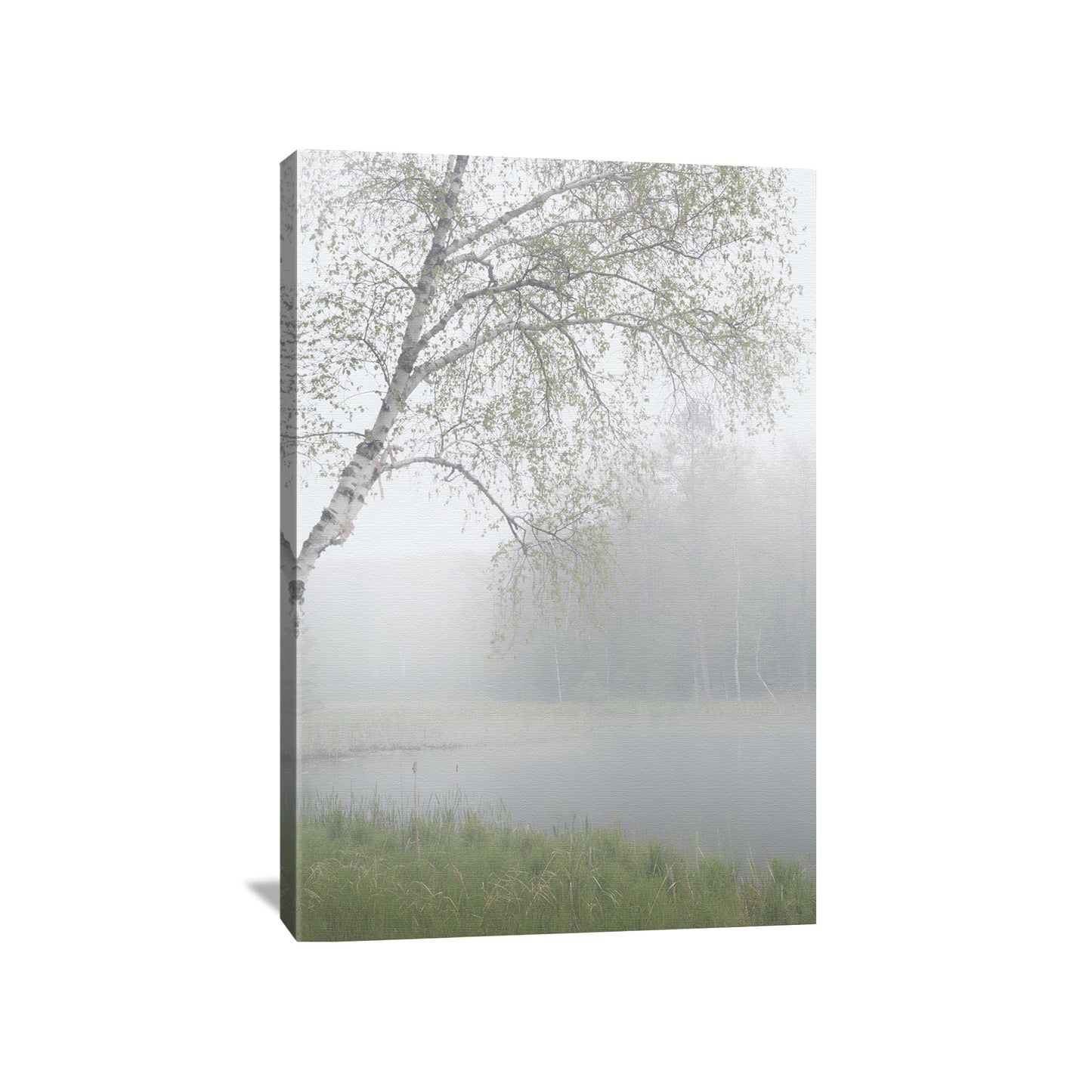 Canvas wall art featuring a foggy lake scene with a birch tree hanging over the water