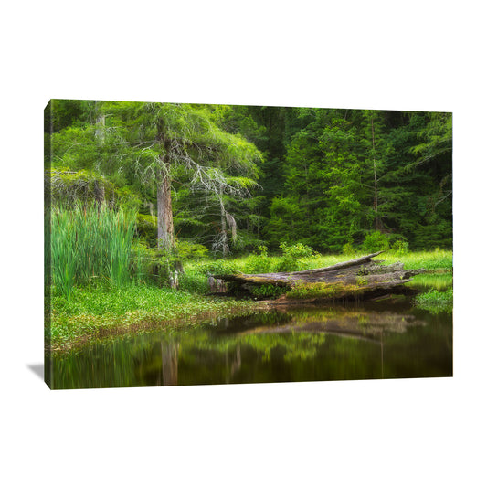 Nature photography canvas wall art featuring a lake in the Mississippi Delta
