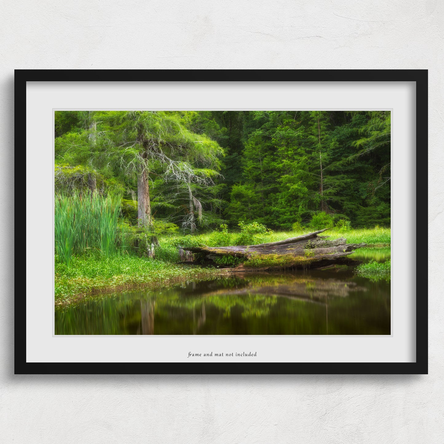Alligator Lake print framed