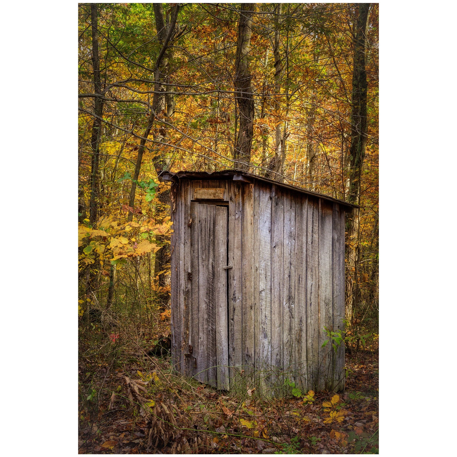 autumn outhouse in a forest of fall leaves