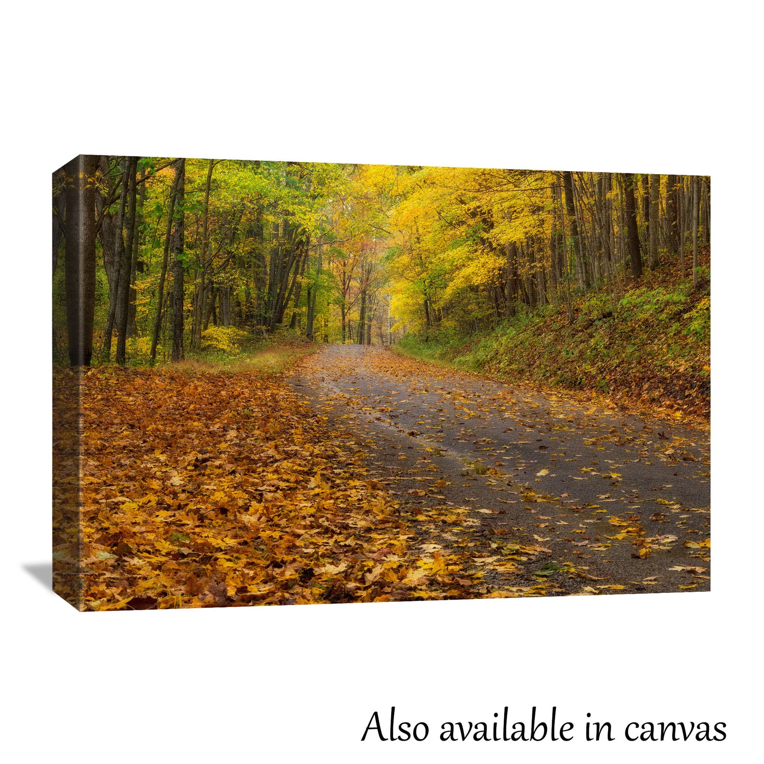 The autumn road fall photograph is beautifully presented on a gallery-wrapped canvas, showing this photograph is also available as a canvas print for those interested in a ready-to-hang solution.