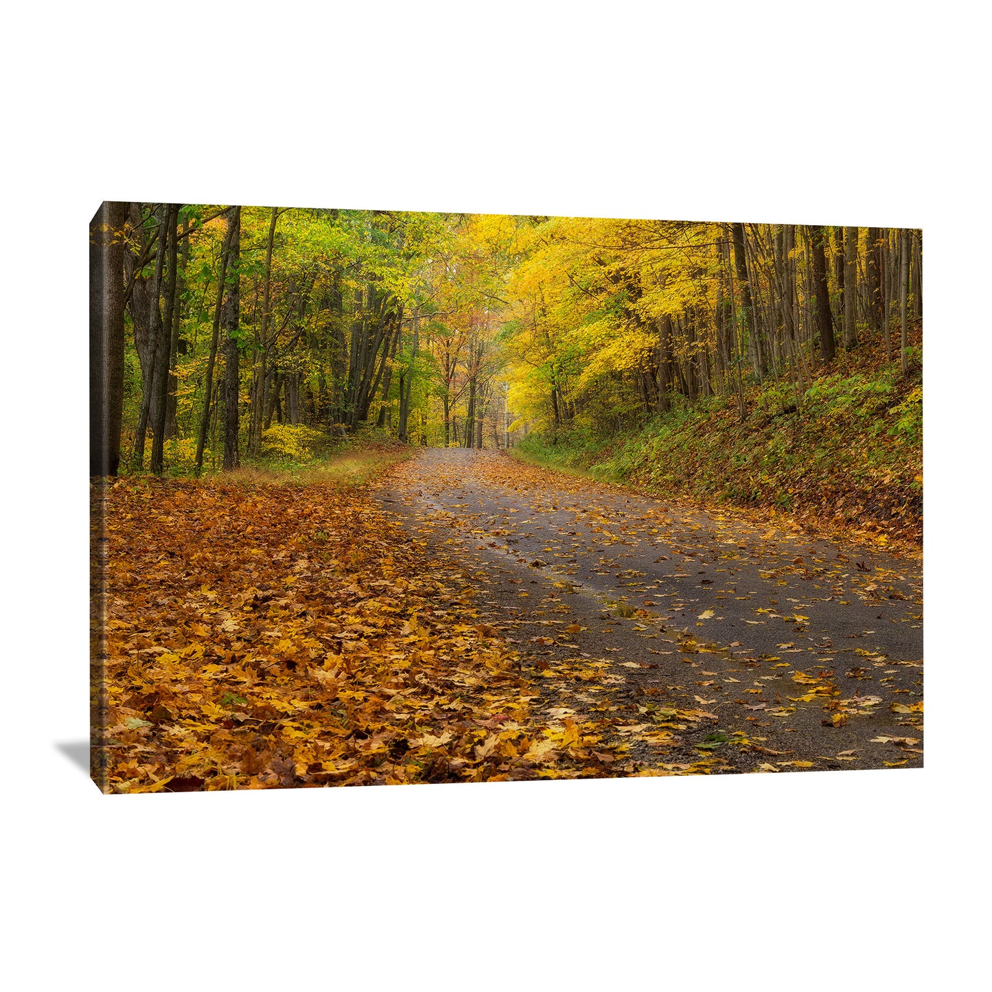 canvas wrap of an autumn road