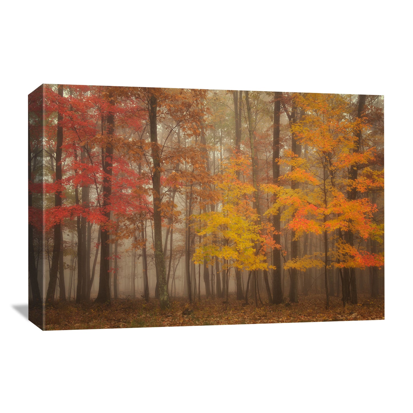 A fall canvas wall art piece showcasing a variety of trees in a misty forest setting, highlighting the natural colors of the fall season.
