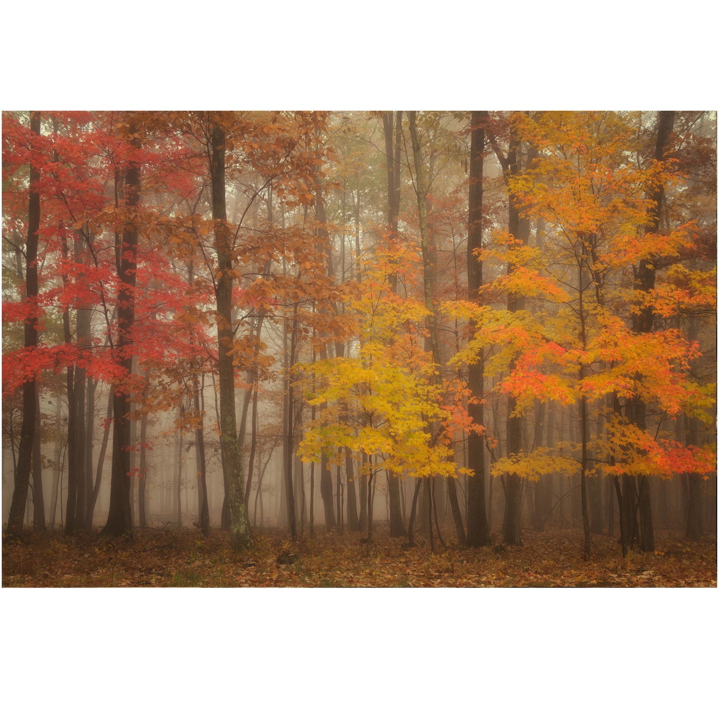foggy fall forest in west virginia photography