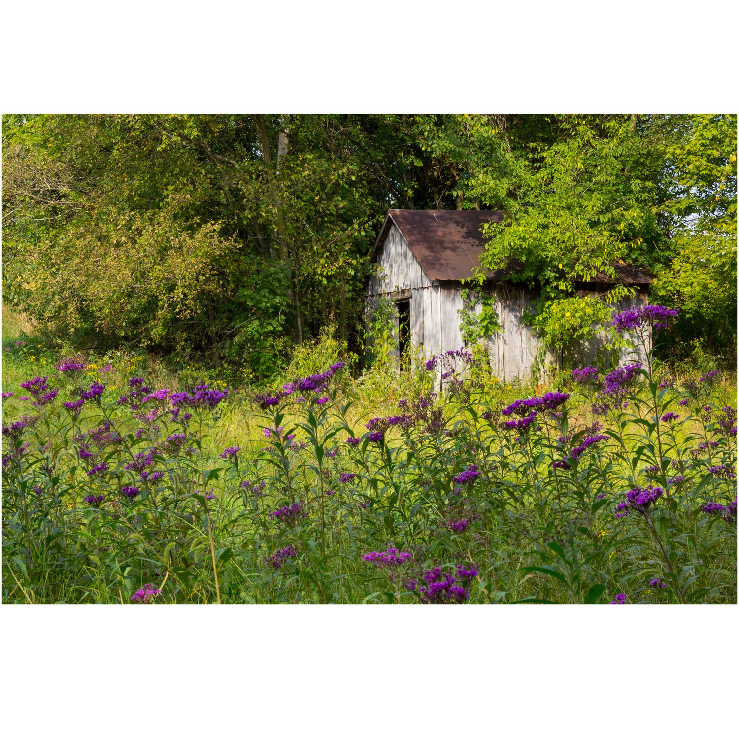 photography print of a garden shed