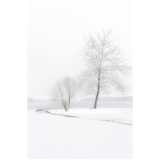 winter photography of snow covered trees by the lake