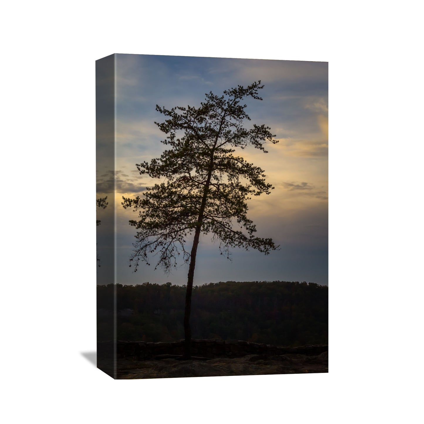 canvas wall art of a lone pine tree