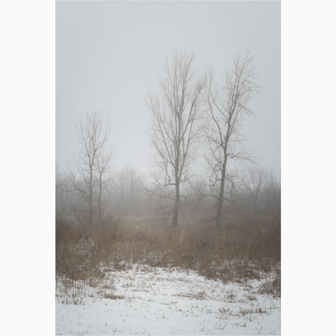 nature photography print of winter trees