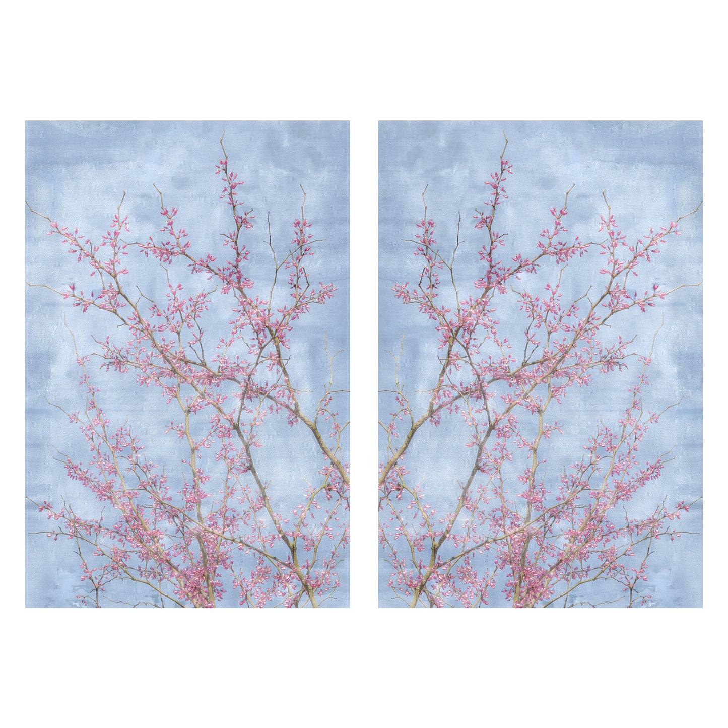 Spring wall art prints featuring blooming redbud tree branches 