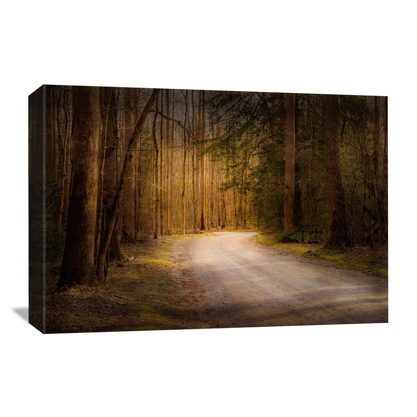Wall art canvas featuring a dark and moody forest road with the sunlight streaming through the trees