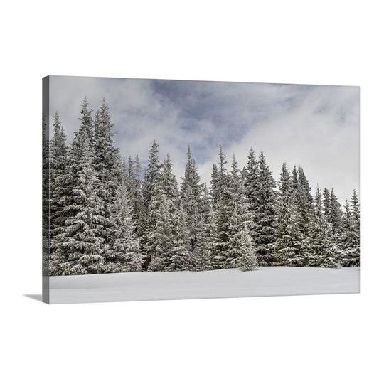 winter scene of snowy pines on a canvas print