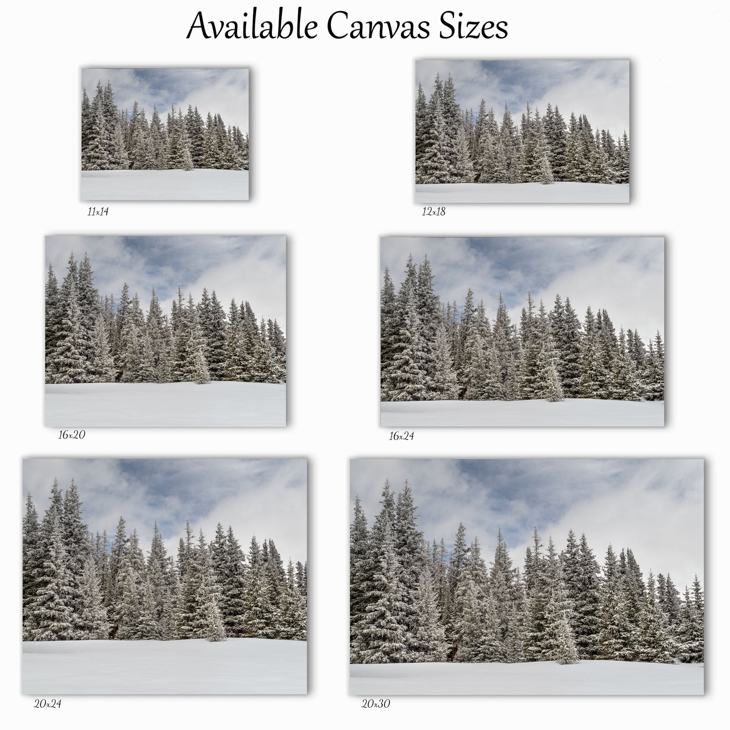 Snowy Pines Canvas