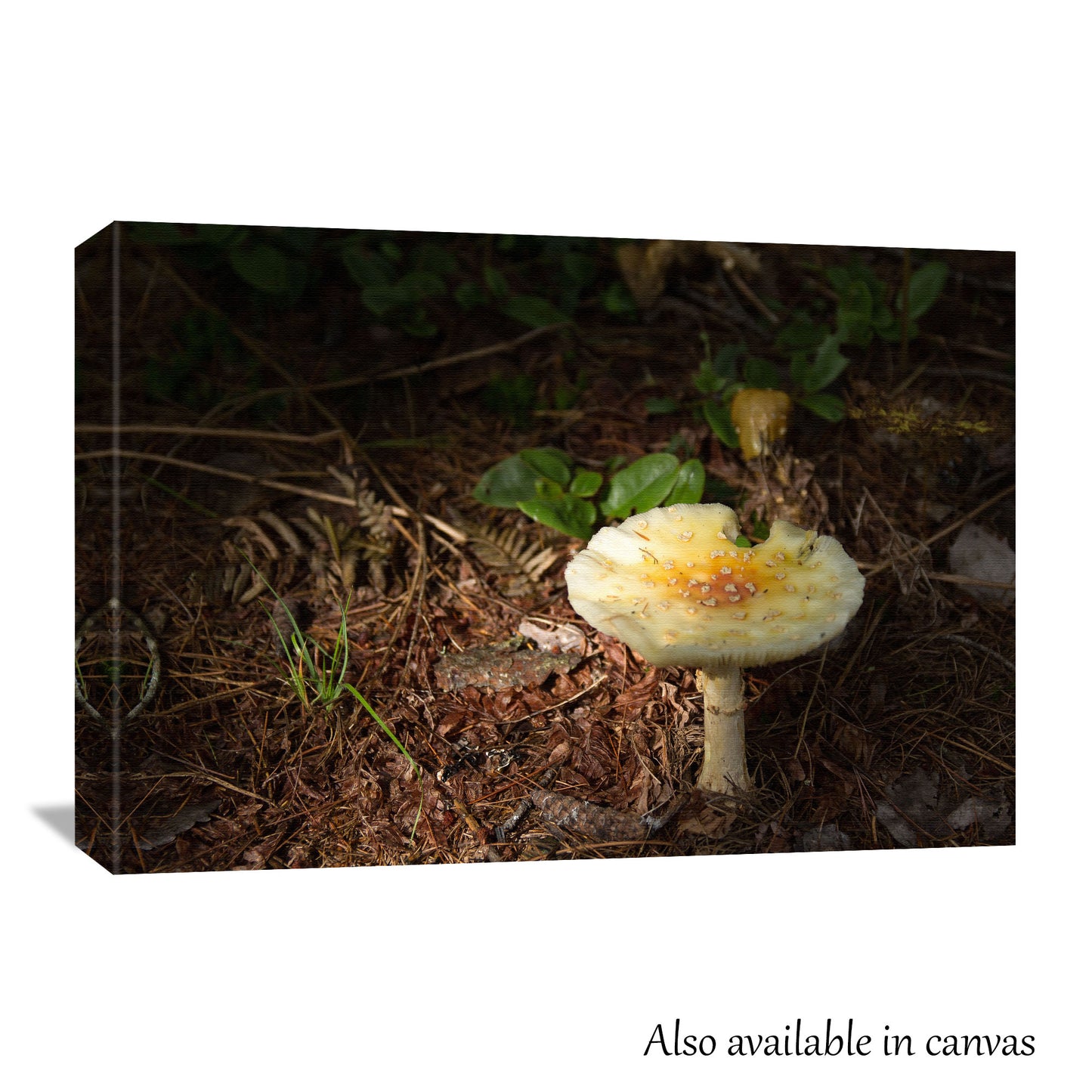 Solitary Mushroom Print