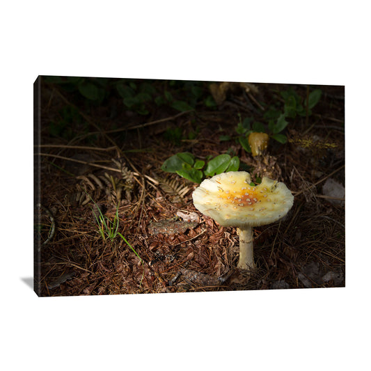 Mushroom wall art print featuring a solitary mushroom highlighted by the sun's ray in the dark forest