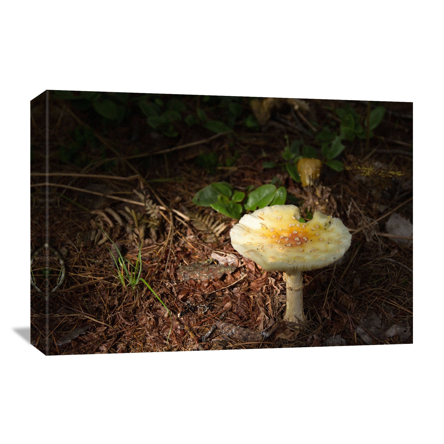 Solitary Mushroom Canvas