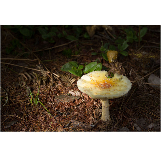 mushroom in the forest photography wall art