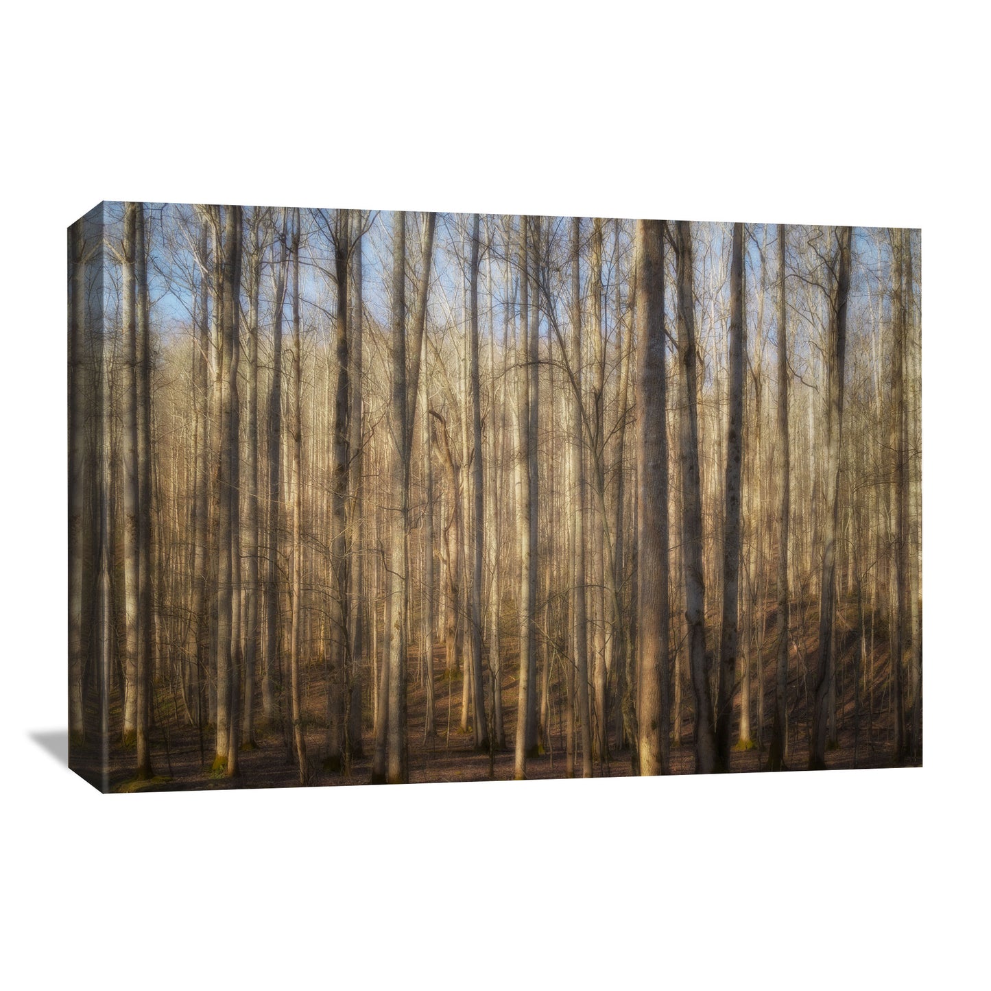 Light in the Forest Canvas