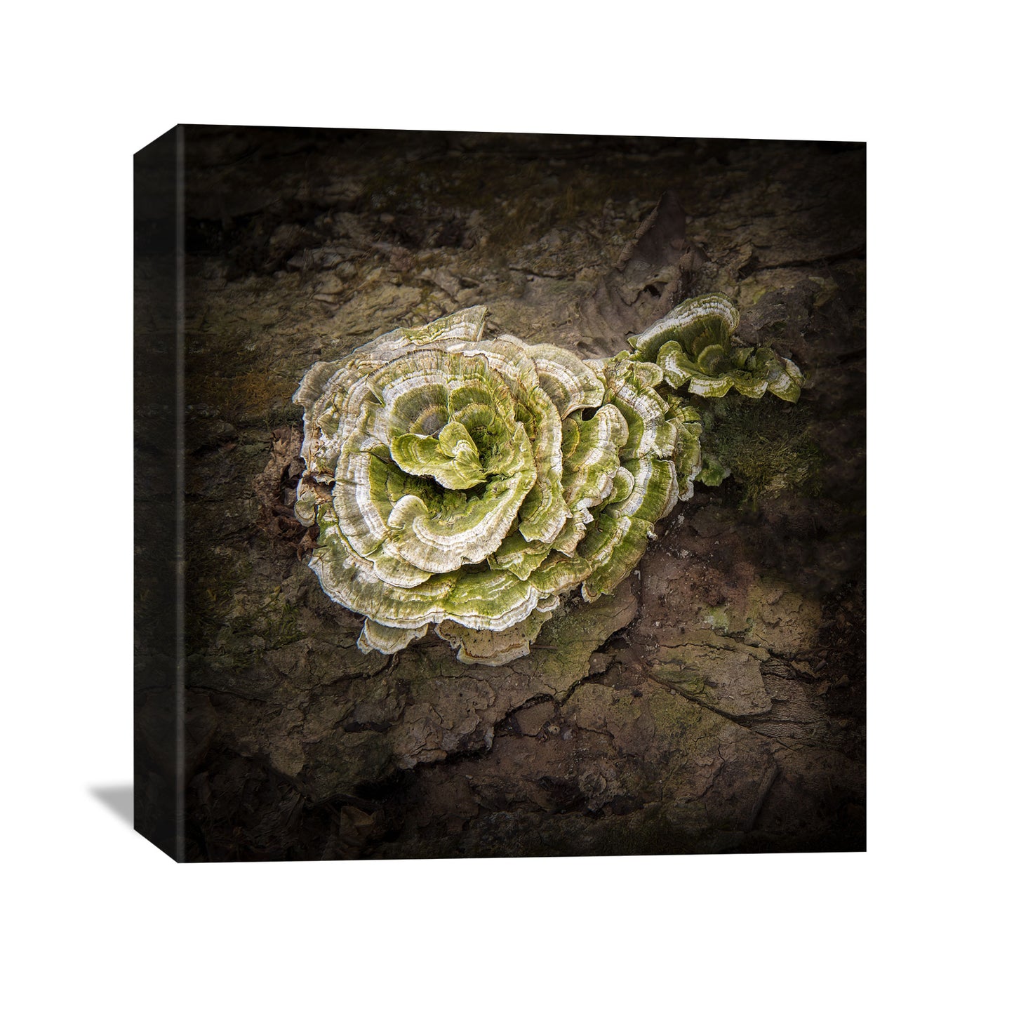 Turkey Tail Mushroom Canvas