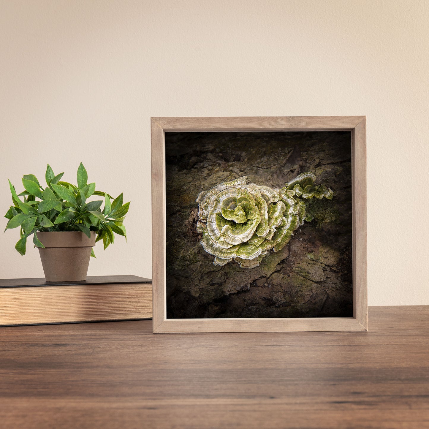 Nature photography print featuring a turkey tail mushroom