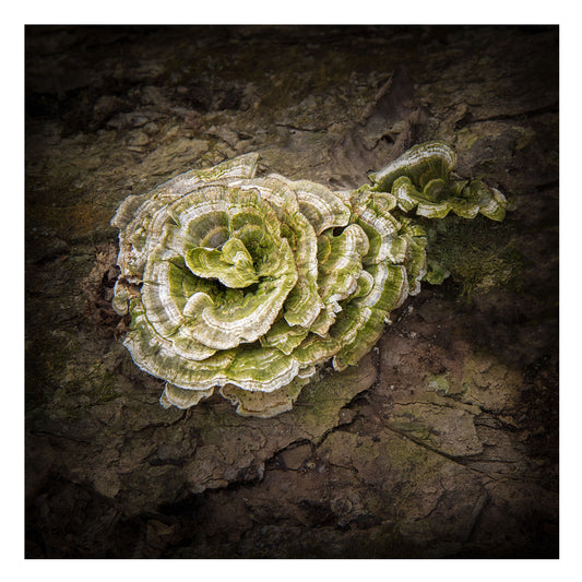 Nature photo of a turkey tail mushroom in a dark and moody style